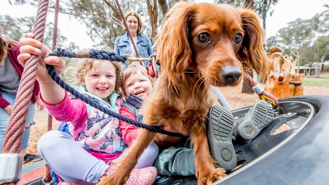 Danielle Steinmann, four, and brother Liam Steinmann, two, enjoy the good life in Nillumbik, with their Maya the cavoodle. Picture: Tim Carrafa