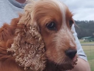 Lachlan Carter, of Grasmere, with his pet cocker spaniel Goldie, minutes after she was found by members of the public at Cobbity on Saturday, October 6, 2023, 16kms from where she went missing six days before while being walked. Goldie became the focus of an intense local social media 'lost' campaign that attracted more than 7000 engagements and had hundreds of people searching for her. Picture: Supplied