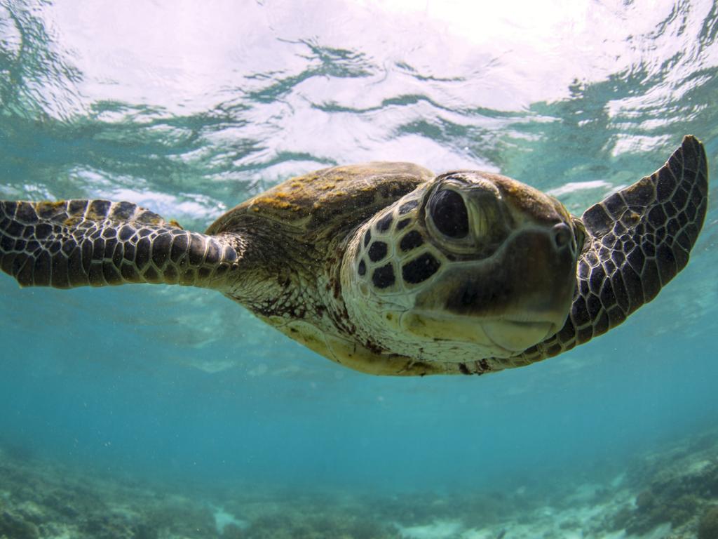 Sea turtles are being born female because of the hotter sand.