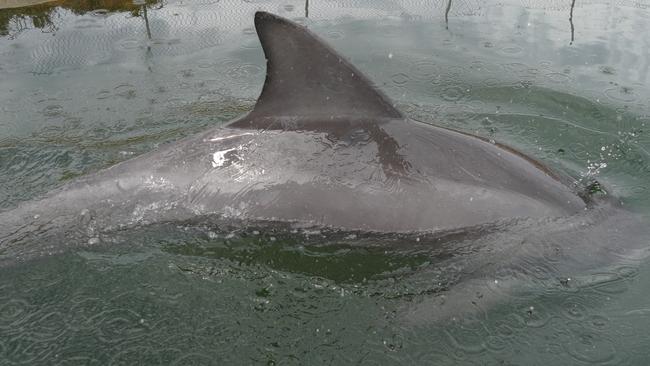 Dolphin Marianna in the Port River free of fishing line on his dorsal fin. Photo: Marianna Boorman