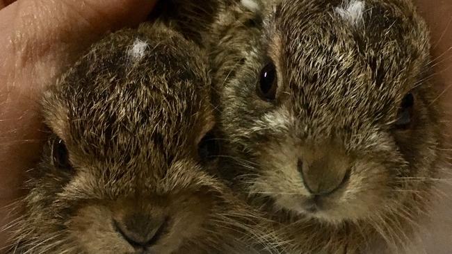 Baby hares fostered by David Kingston on the Gold Coast. Picture: David Kingston