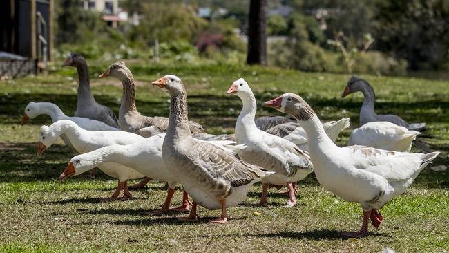 Gold Coast Council is on a mission to rid the coomera river of geese and residents aren't happy about it. Laura Szkoruda with just some of the local geese.   Picture: Jerad Williams