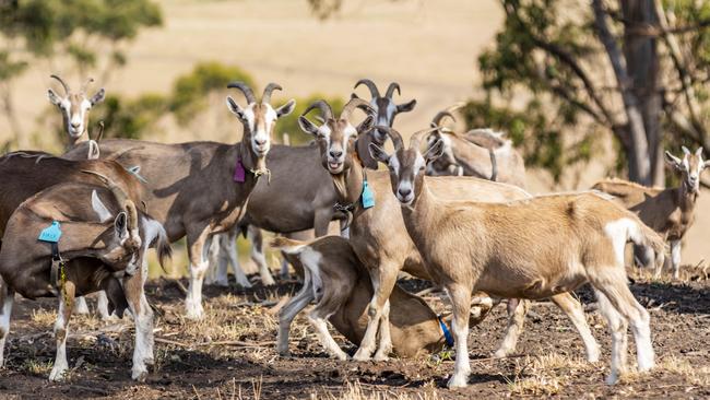 The goats. Pictures: Phillip Biggs.