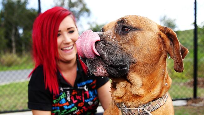 how much does it cost to surrender a dog to rspca qld