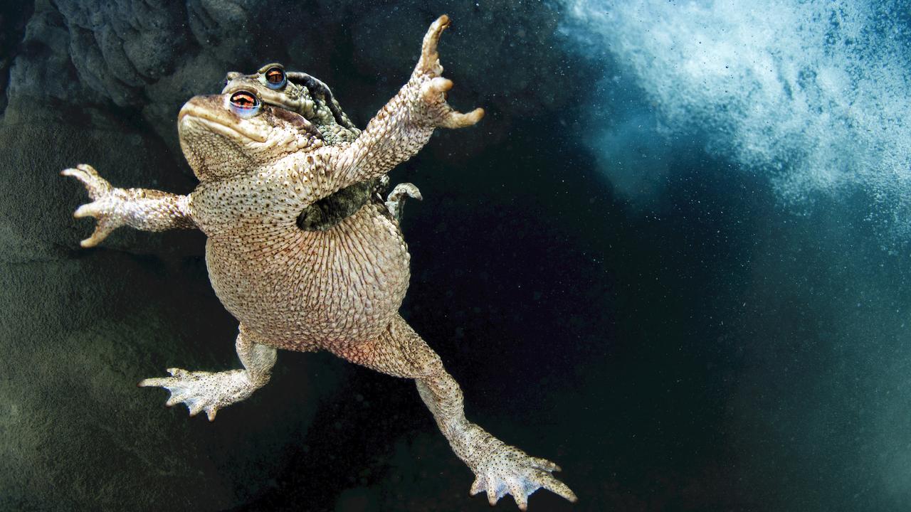 Toads floating in the Lez River, France, a finalist in the aquatic life category. Picture: Mathieu Foulquié