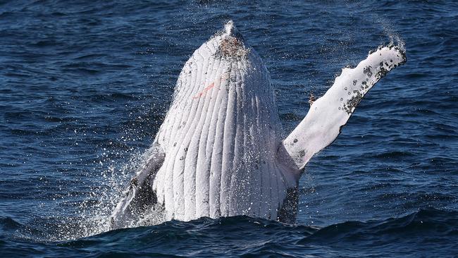 Great white sharks following whales north through the Gold Coast | Gold ...