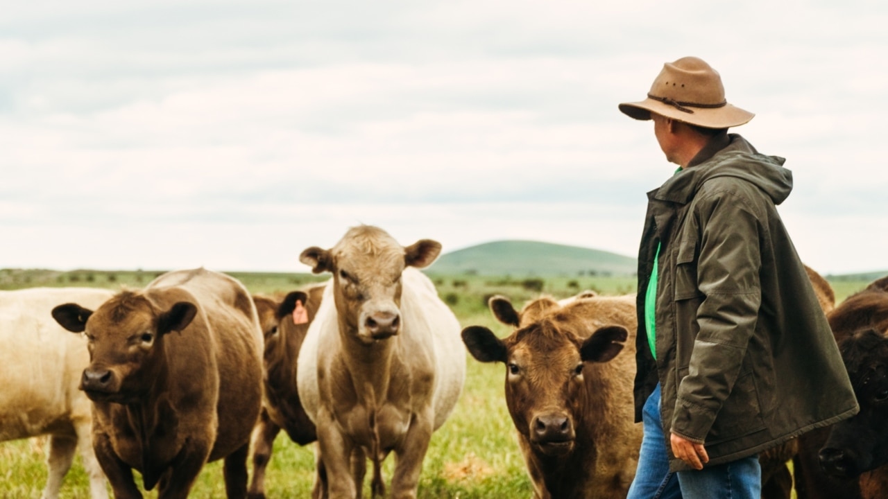 Markets for Australian beef 'changes by the day'