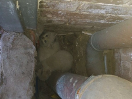 A trapped cat was snapped in Greater Dandenong. Picture: Snap Send Solve