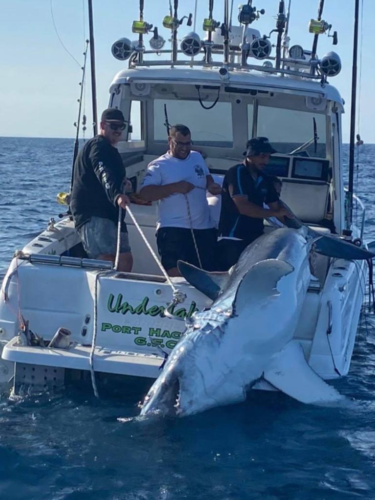 Another shark, weighing 340kg, was caught during a fishing competition on the weekend. Picture: Facebook