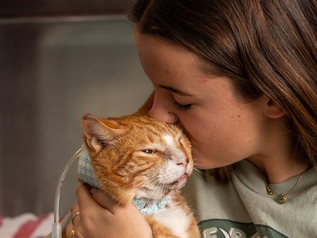 Julia Allen, from Mona Vale, fell in love with Big Ginge when she was reunited with him at the Northside Emergency Veterinary Specialists a Terrey Hills. Picture: Monique Harmer