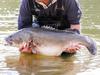 Anglers a ‘threat’ to Murray cod
