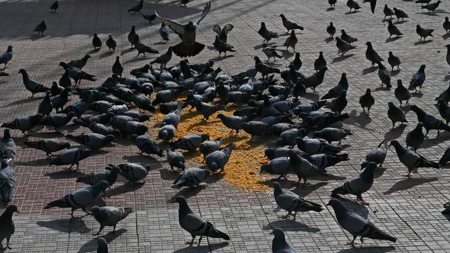 Hurting a homing pigeon can lead to a fine. Picture: AFP