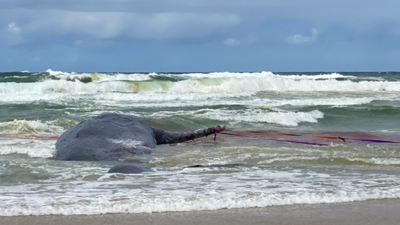 A rescuer said she was disgusted after the whale was cut apart with a chainsaw. Picture: ORRCA/Graham Harris