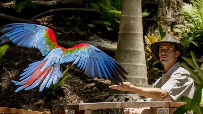 Brendan Mulhall with Big Bird, a green-winged macaw, at Currumbin Wildlife Sanctuary's new exhibit, Lost Valley. Picture: Jerad Williams