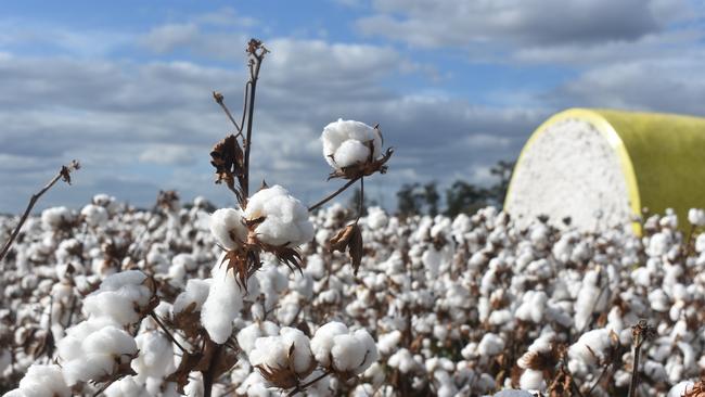 Dean Salvestro grows cotton, wheat, grapes, canola, barley and corn on his family property, and is deputy chair of the RivCott cotton gin.