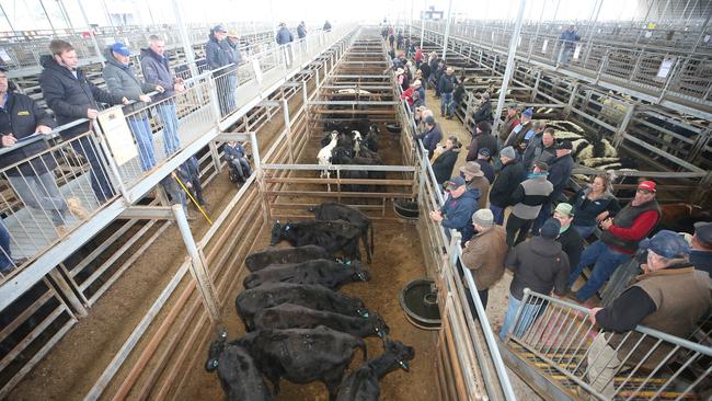 Buyers and livestock agents line the rails at WVLX Mortlake cattle sale. Picture: Yuri Kouzmin