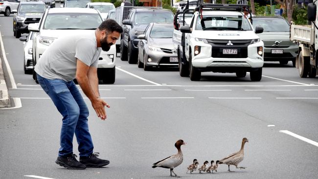 Kayhan Tabrizi helps the ducks cross the road. Picture: Steve Pohlner