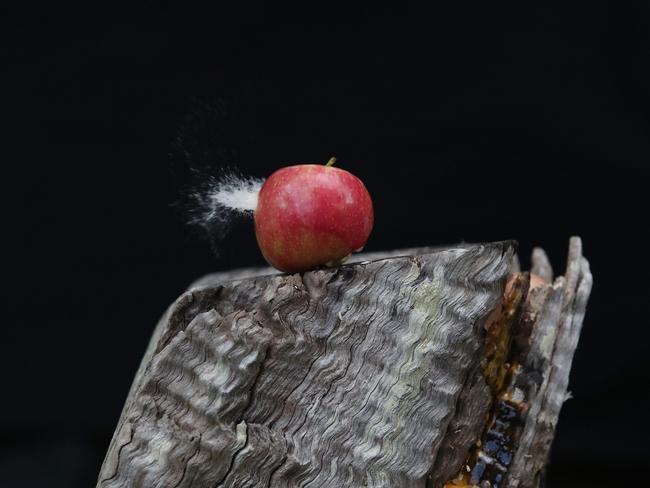 A bearing strikes an apple after being shot from the sort of slingshot being sold at Mannings Sports. (AAP Image/Sue Graham)