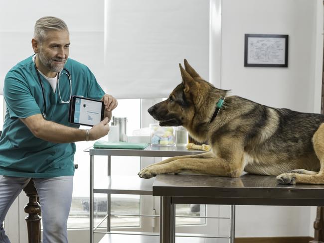 FitBark helps you monitor your dog's health. Picture: Supplied