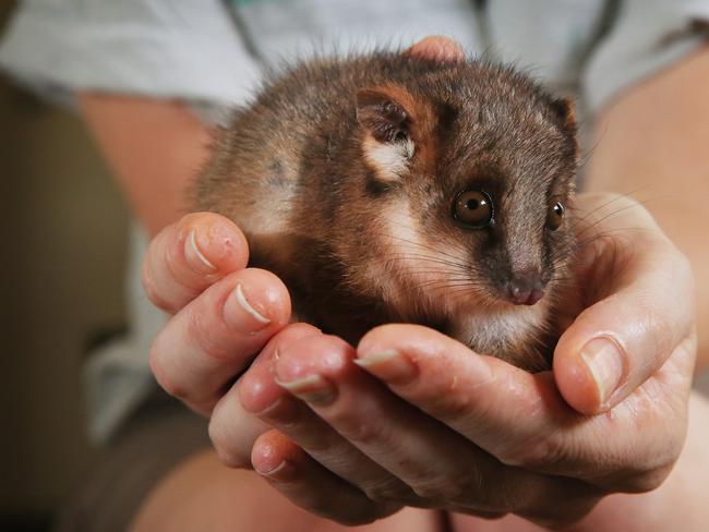 Taronga Zoo Wildlife Hospital keeper Felicity Evans holds a ringtail possum she is hand raising after being handed in by a local resident. Picture: Toby Zerna