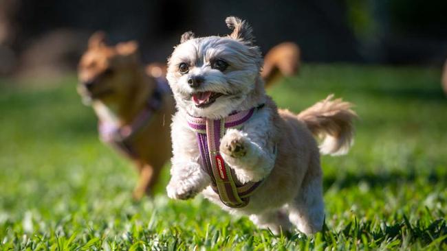 Holdfast Bay Council will look into creating a new dog park. Picture: Che Chorley