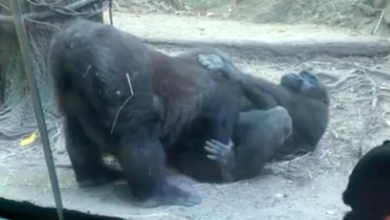 Woman Having Sex With Ape