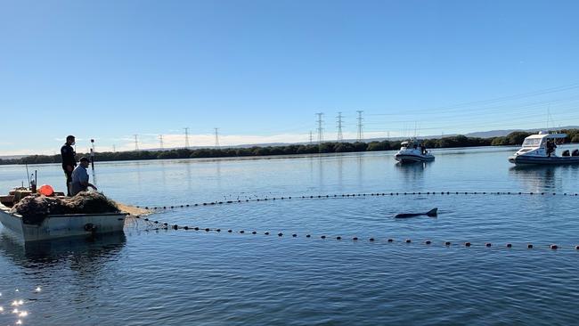 Dolphins Mouse and Squeak are captured so fishing line can be removed from Squeak’s mouth in the Adelaide Dolphin Sanctuary. Picture: Verity Gibbs.