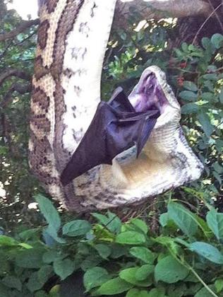 boa constrictor bat