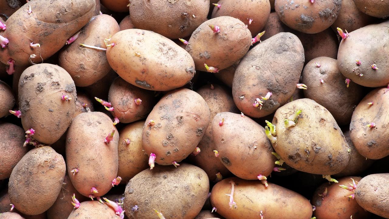 Potatoes could be a secret weapon when trying to ‘lose weight with little effort’, a new study has found.