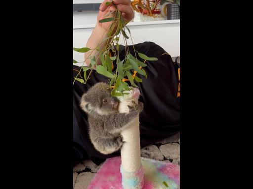 Adorable baby koala makes its first attempt at climbing