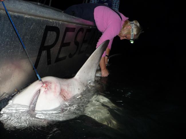 A DPI researcher tags a bull shark in Sydney Harbour.