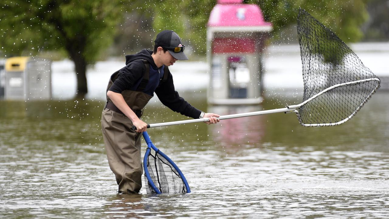 Alex Wang, 13, tries to net some fish on the submerged Wyndham Street in central Shepparton. Picture: NCA NewsWire / Andrew Henshaw