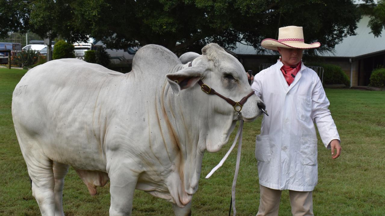 Junior champion female, Marilyn Monroe, from Maudsville on the first day of the Gympie Show, 2022.