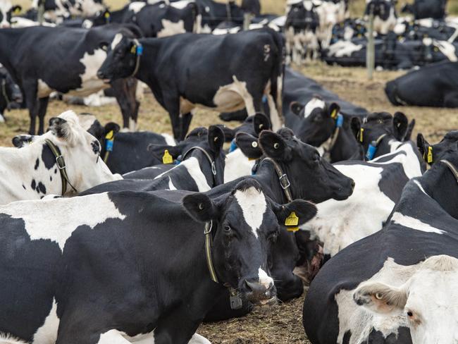 DAIRY: Mary Faherty Irish dairy workerPICTURED: Generic dairy cow. Milk. Dairy. Holstein. Dairy cows. Dairy cattle. Stock Photo.Picture: Zoe Phillips