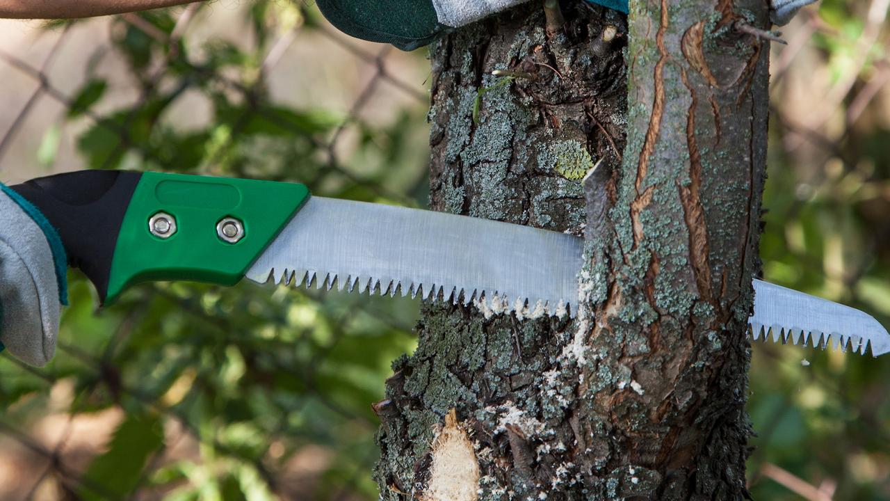 Four Sydney tree loppers charged after allegedly breaching health