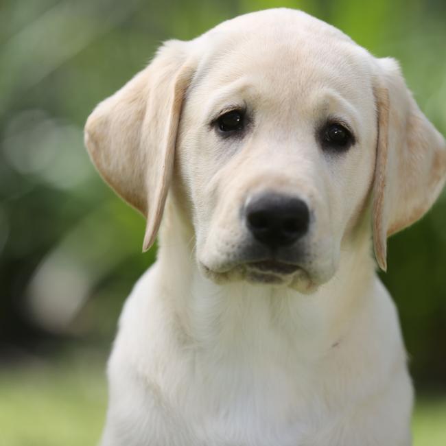 The Labrador is still top dog in the UK, and number 3 in Australia. Picture: Stuart Milligan