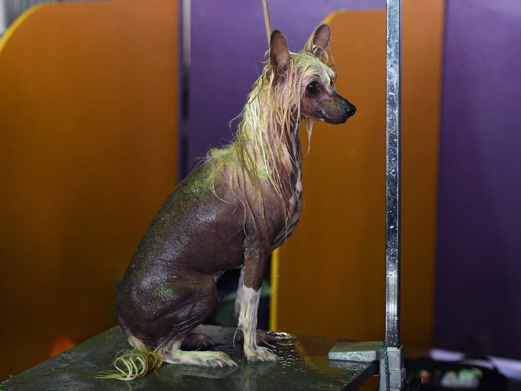 A Chinese crested dog waits in the benching area on Day One of competition at the Westminster Kennel Club 142nd Annual Dog Show in New York on February 12, 2018. Picture: AFP