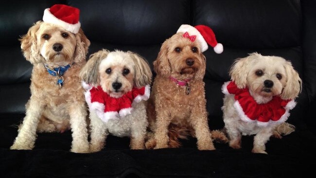 Bailey, Max, Bella and Jasper celebrating Christmas in style in Parkdale. Picture: Deb Sutherland
