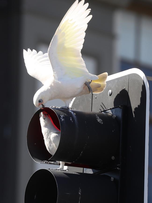 The corellas stretch their wings. Picture: John Grainger