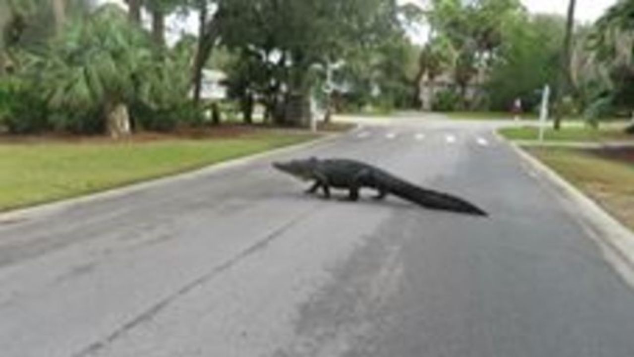 Massive 4m Alligator Spotted On Florida Reserve Video 2793