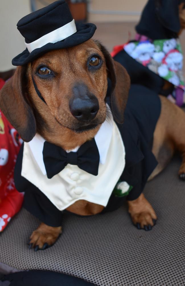 Duke looking dapper at the Mackay Dachshunds Christmas Party. Photo: Janessa Ekert
