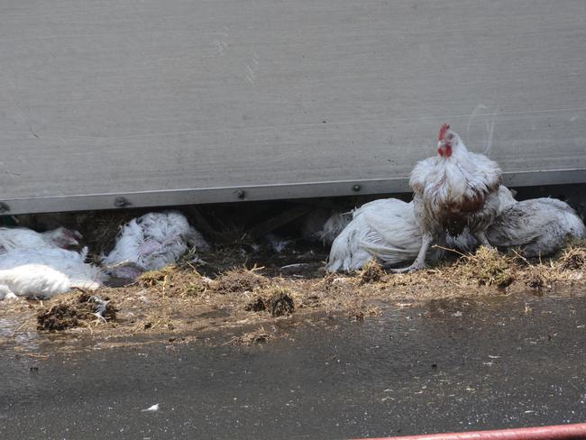 Vegans to hold memorial for chickens killed in crash