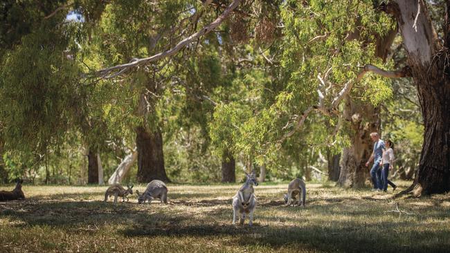 “To save the environment you need to love it and the best way to love it is to have direct contact with it.” Picture: South Australian Tourism Commission