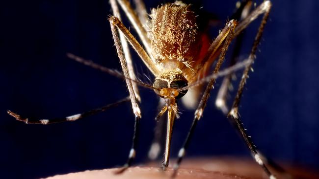 While a handful of tests have detected the mosquito-borne malaria virus, the WHO says the true cause remains unknown. Picture: iStock