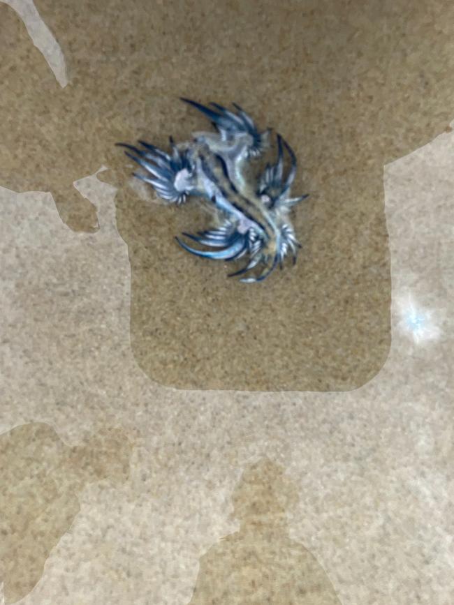 A number of blue dragons have been found washed up on Sharpes Beach near Ballina. Picture: Michael Crisp