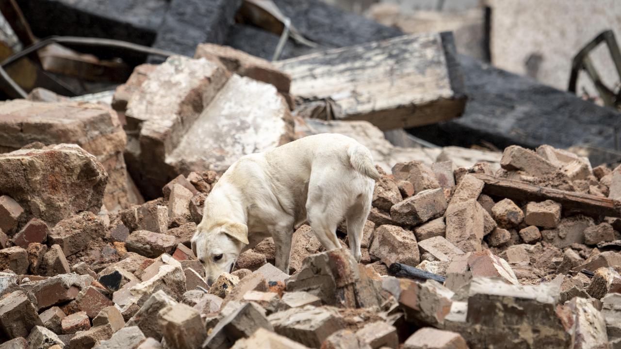 Polar the dog will be searching the buildings for human remains. Picture: NCA NewsWire, Monique Harmer