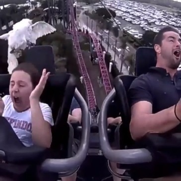 A woman riding the Gold Coast s DC Hypercoaster is hit in the face by an ibis