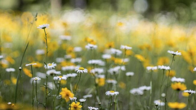 A “river of wildflowers” would be created on spare land or along roadways in Melbourne’s inner east under a proposal being considered by Yarra Council.
