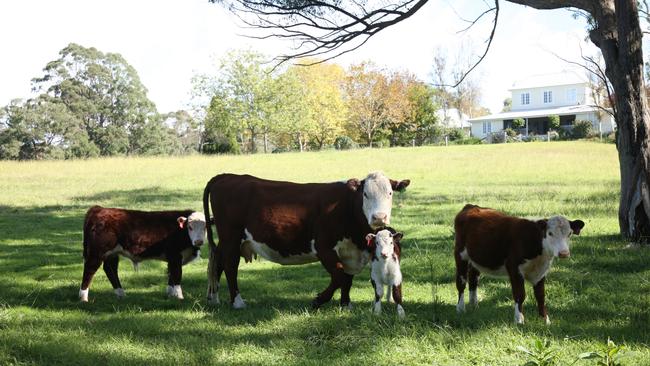 Some friendly residents of the Woodlands Estate, Southern Highlands.