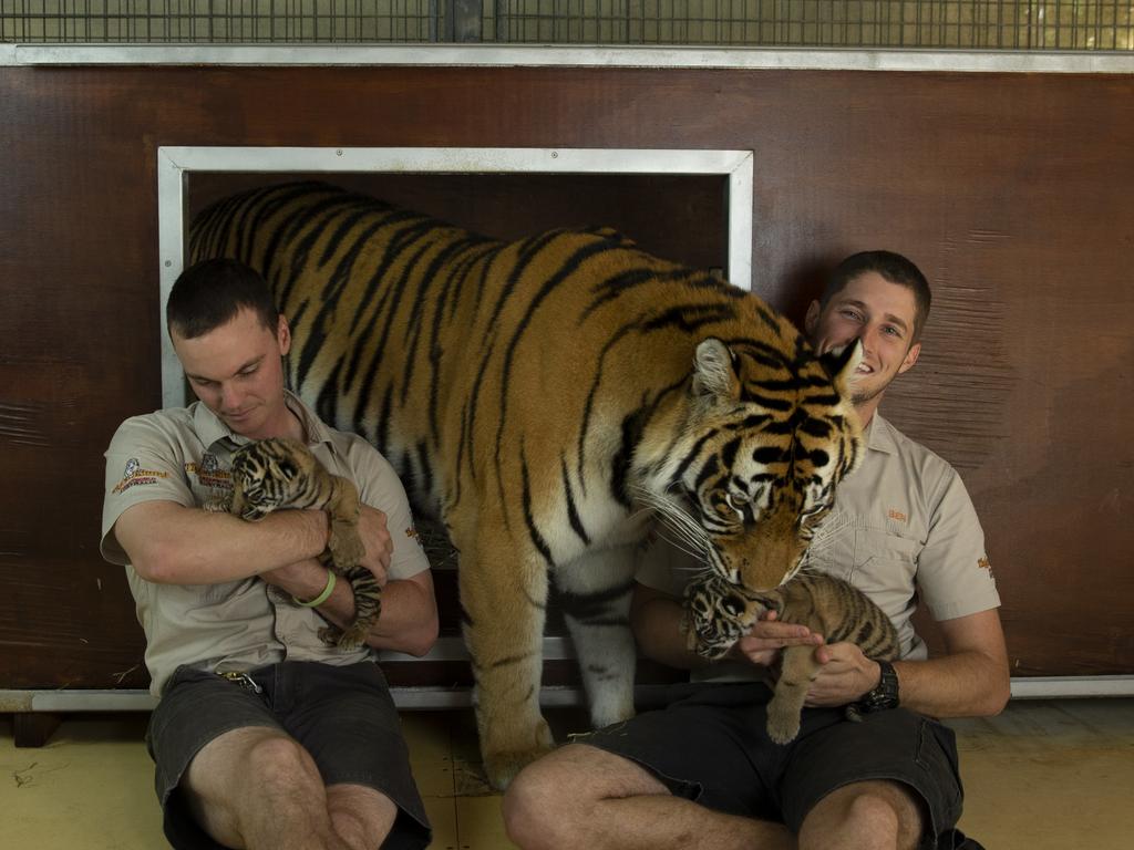 Dreamworld's two new tiger cubs, born from Adira. Picture: Patrick Martin-Vegue, Tiger Island Manager. With handlers Ben Kearton and Daniel Simounds